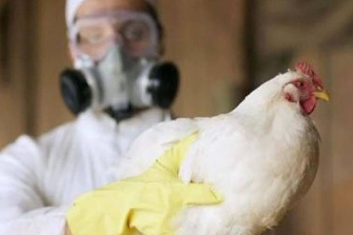 OMS lanza alerta tras la primera muerte humana por gripe aviar