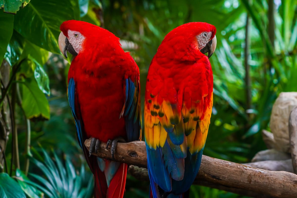 Guacamayas presentes dentro del ecosistema de este departamento.