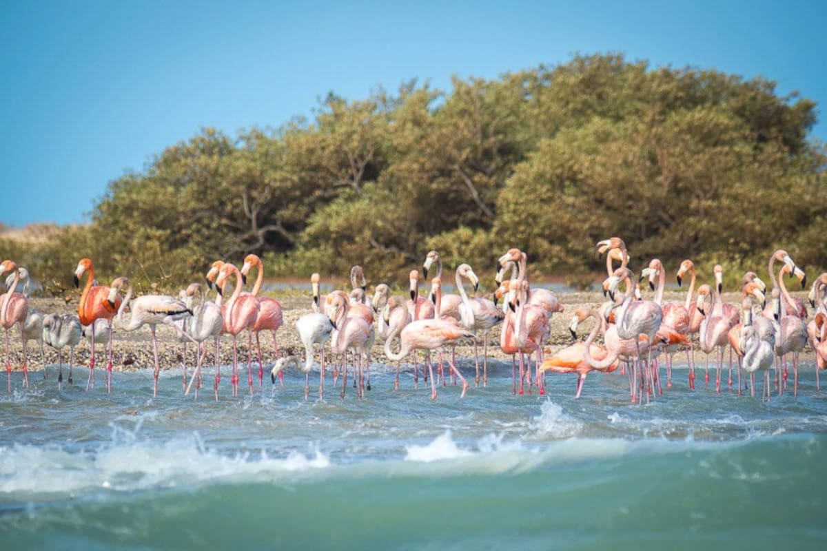Flamenco rosados // Foto: monvoyageencolombie.