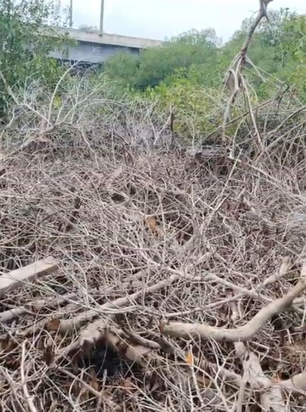 Tocones y ramas destruidas del manglar talado // Cortesía: Guardia Ambiental.