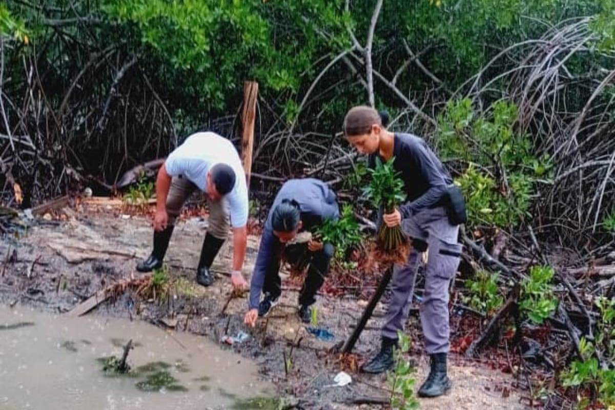 Siembran mangles para recuperar orillas de la Ciénaga de la Virgen