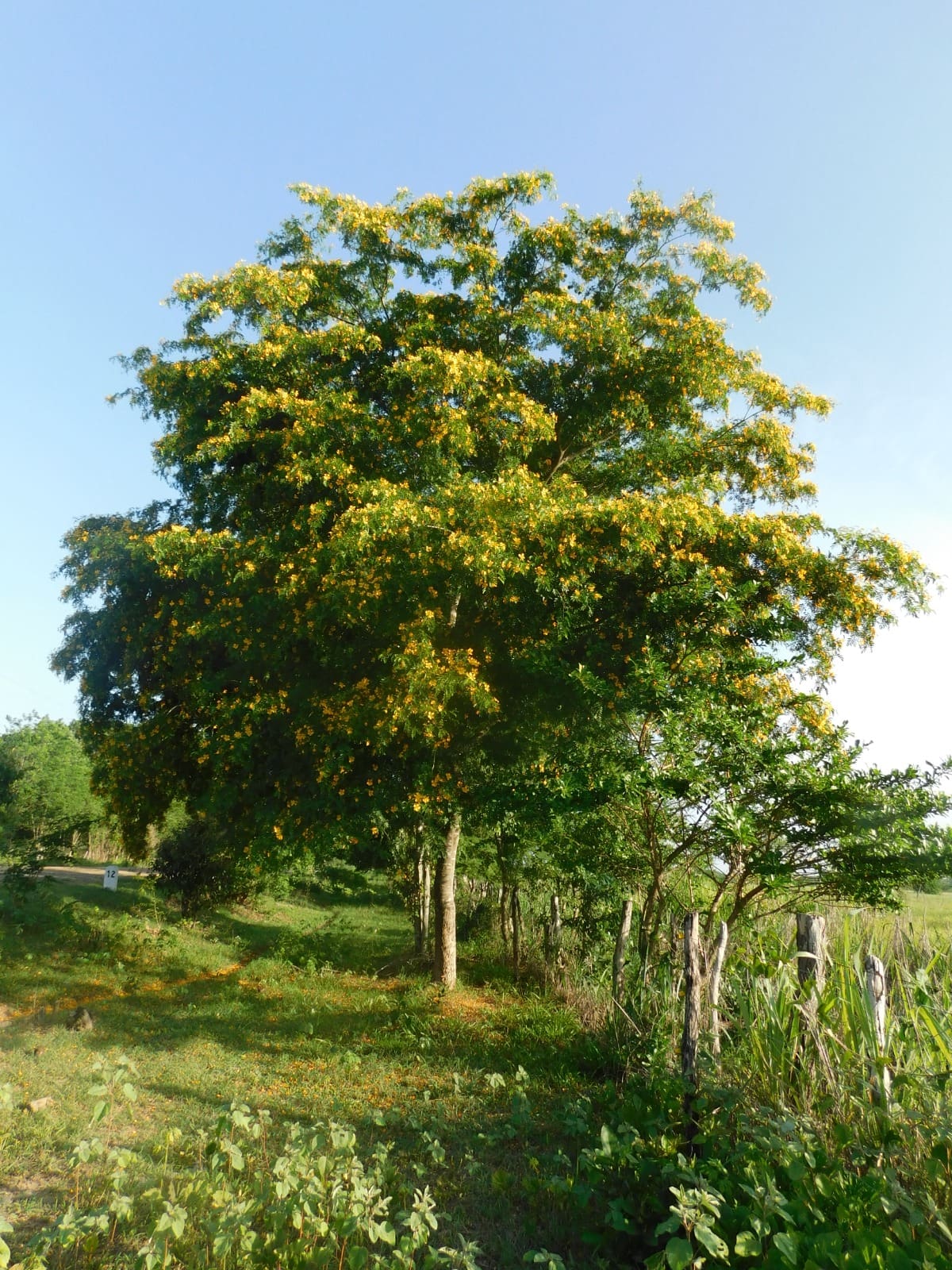 Guayacán de bola. Es un árbol fuerte y característico de la costa Caribe, adaptado a lugares secos y soleados. Puede crecer muy alto y desarrollar una copa amplia y densa que brinda abundante sombra.