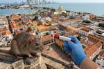 DADIS activa monitoreo en Cartagena ante alerta global por hantavirus