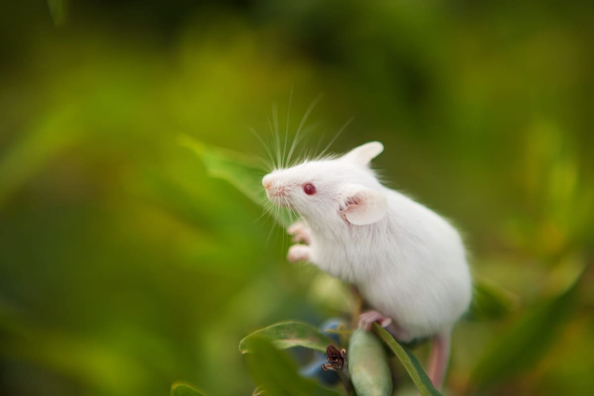 Hantavirus. // 123RF
