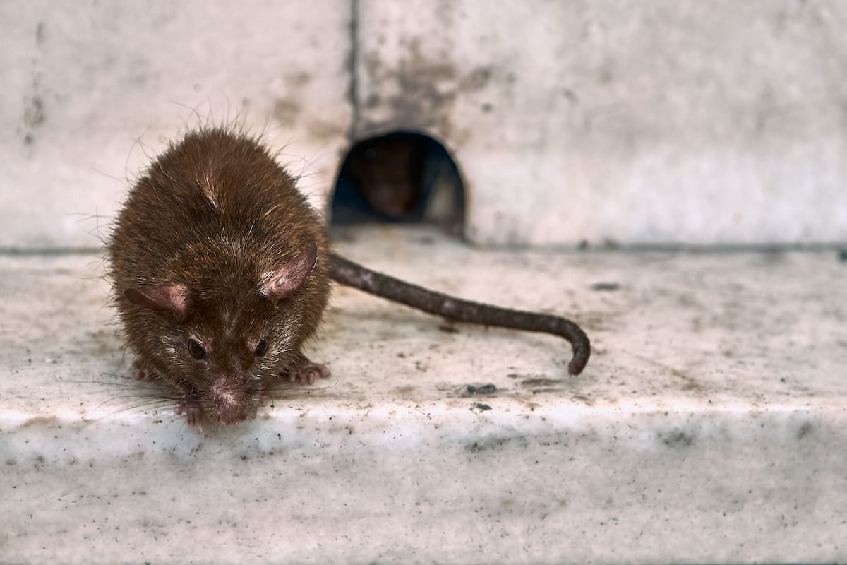 Hantavirus un virus que recientemente cobro con la vida de tres personas en alta mar // 123RF.