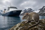 Alerta sanitaria en crucero: OMS confirma varios muertos por hantavirus