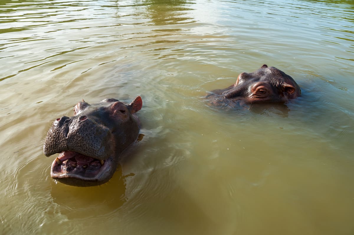 Un magnate indio ofrece acoger a los 80 hipopótamos colombianos destinados a la eutanasia. // Foto: Colprensa - Cortesía del Instituto Humboldt - Felipe Villegas.