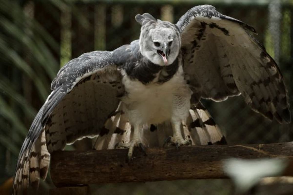 Aguilas vs Drones: Policía holandesa persigue drones con aves
