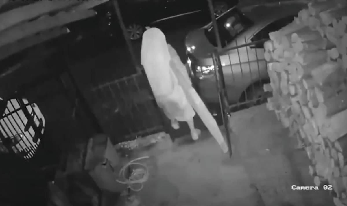 Imagen de un delincuente disfrazado de monja fue captado robando en una vivienda. // Captura de video.