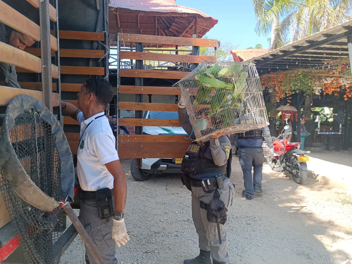 Las especies recuperadas representan un gran valor ecológico y son importantes para la dispersión de semillas y altamente vulnerables al cautiverio. // Cortesía: Guardia Ambiental.