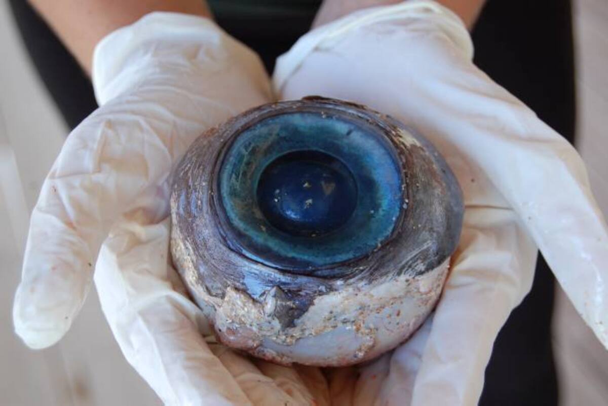 Globo ocular gigante encontrado en playas de Forida. AP Carli Segelson
