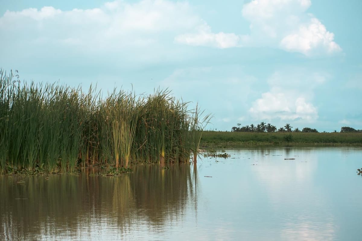Promigas lanza proyecto para conservar 105 mil hectáreas en el Caribe