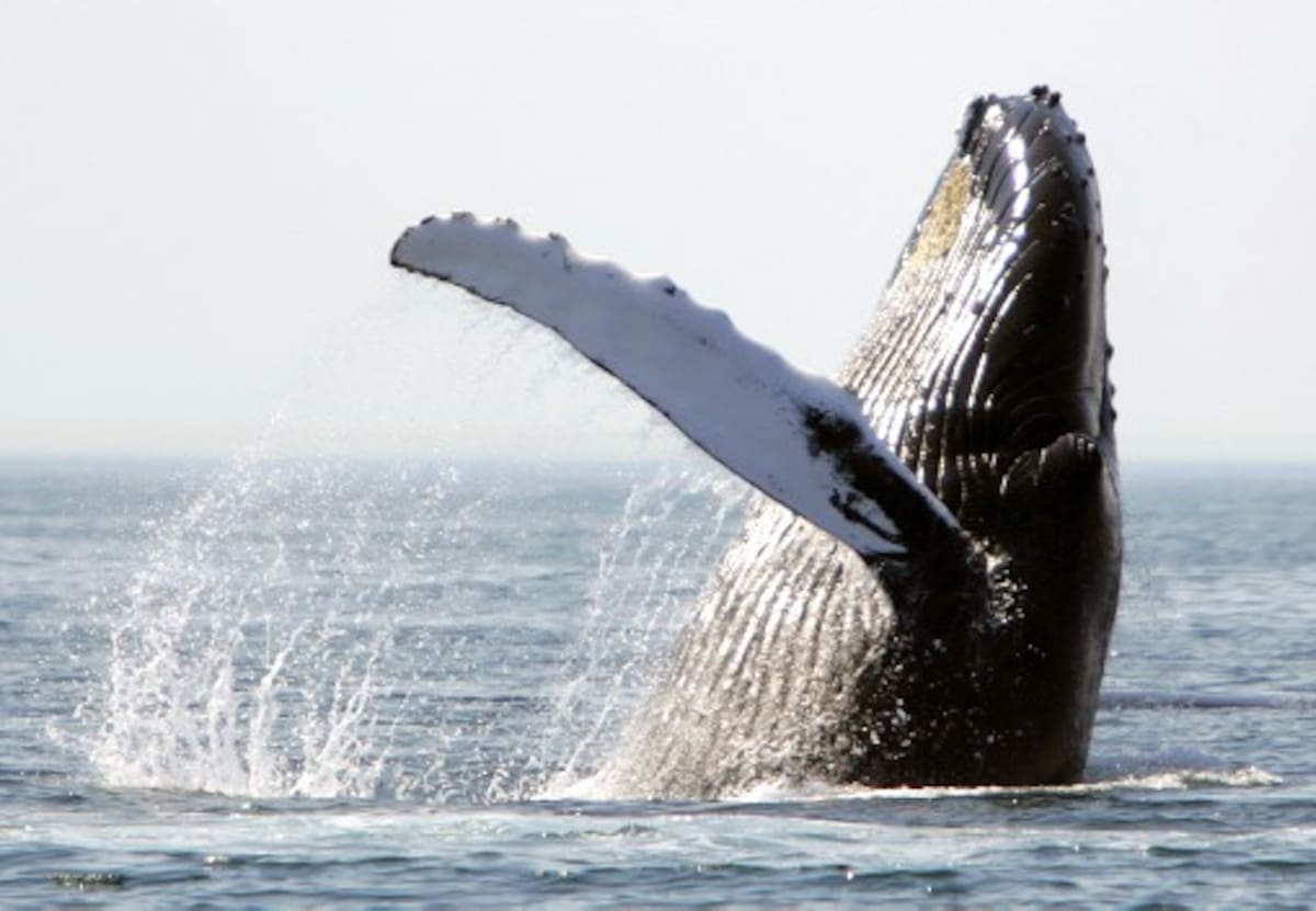 El Parque Nacional Natural Uramba Bahía Málaga es una salacuna para las ballenas que llegan a parir y amamantar a sus crías. Archivo /ElUniversal
