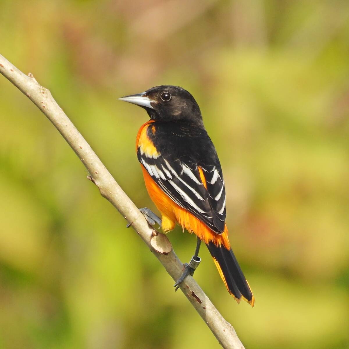 Icterus Galbula. // Maicol González en Agrícola Camelias