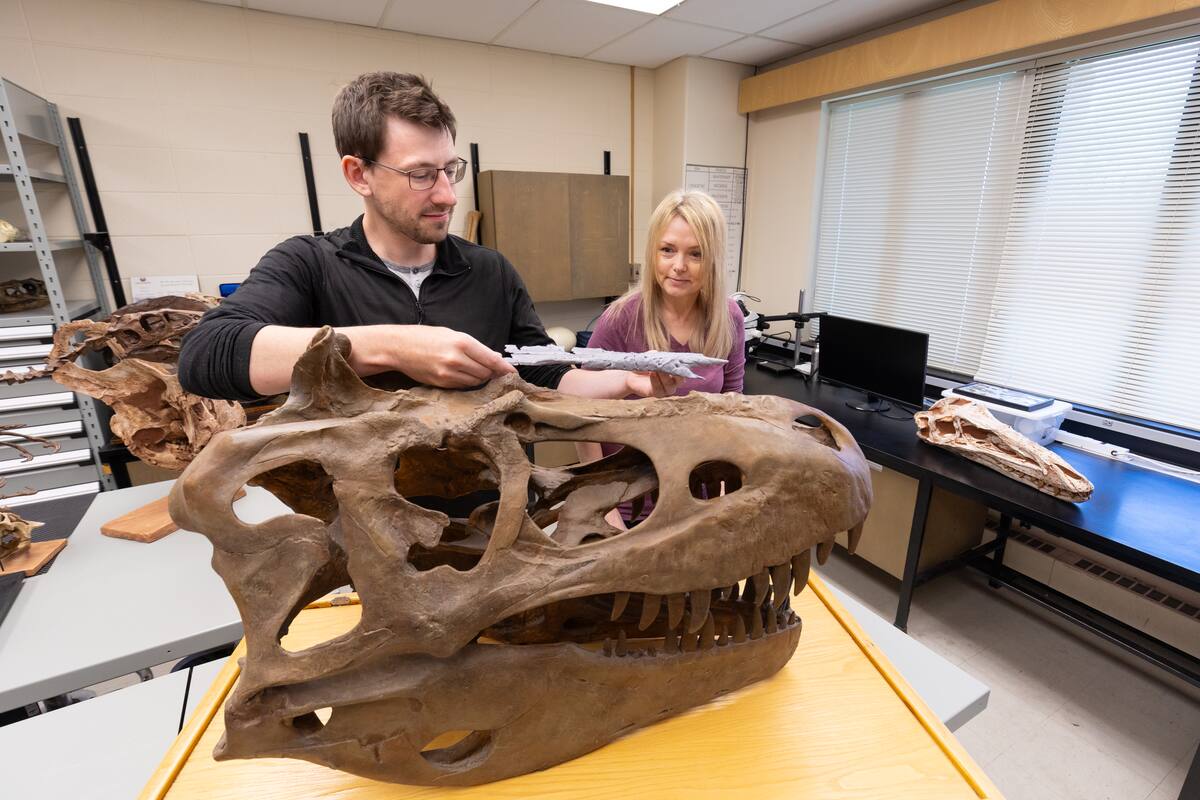 Científicos identifican al antepasado más cercano del tiranosaurio