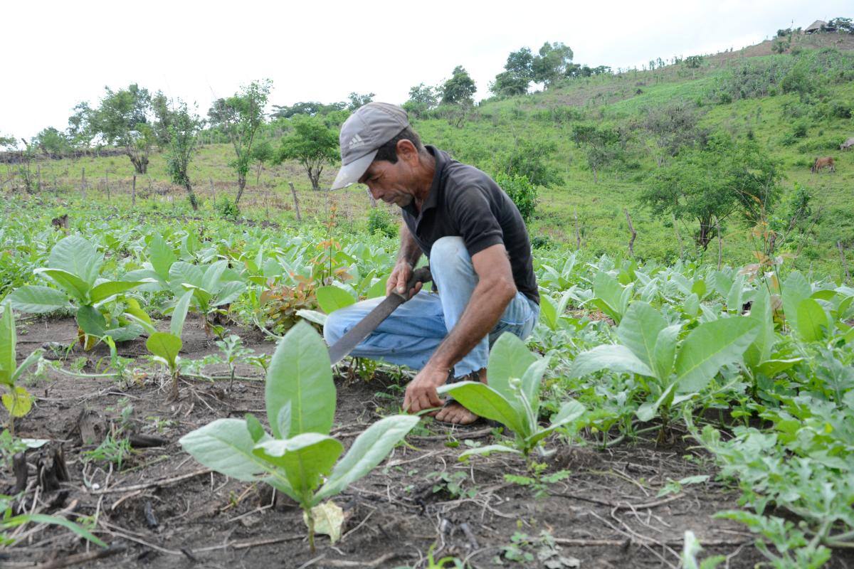 COP25: el campo es víctima, responsable y la solución parcial del cambio climático