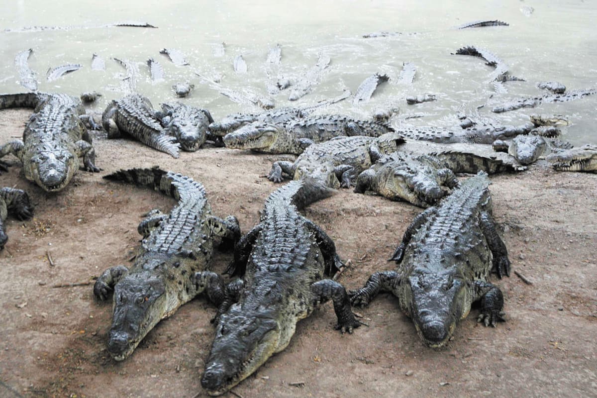 Autoridades capturan 206 cocodrilos en zonas urbanas del noreste de México