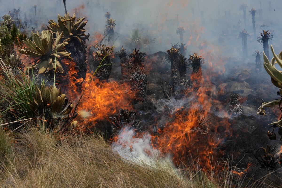 Perú en crisis por incendios forestales, ¿declararán emergencia ambiental?