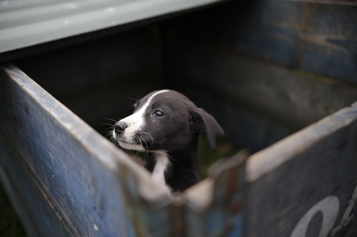 Imagen de referencias de perros. // Foto: Colprensa.