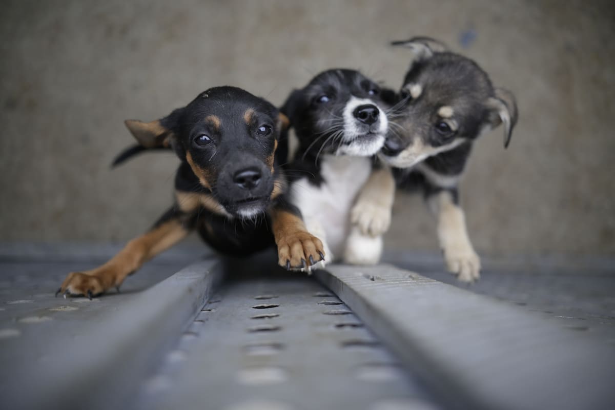 Denuncian envenenamiento masivo de perros: intentan evitar nuevas muertes