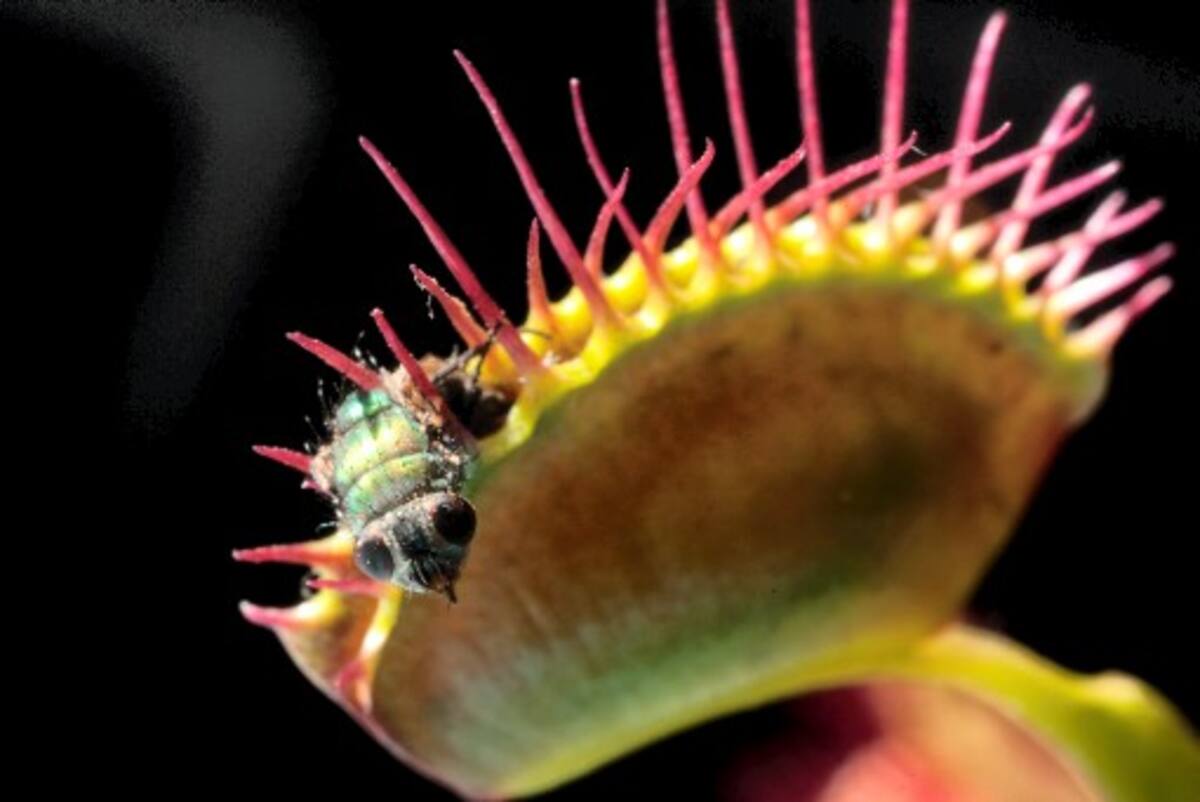 Un insecto es devorado por una Dionaea Muscipula.