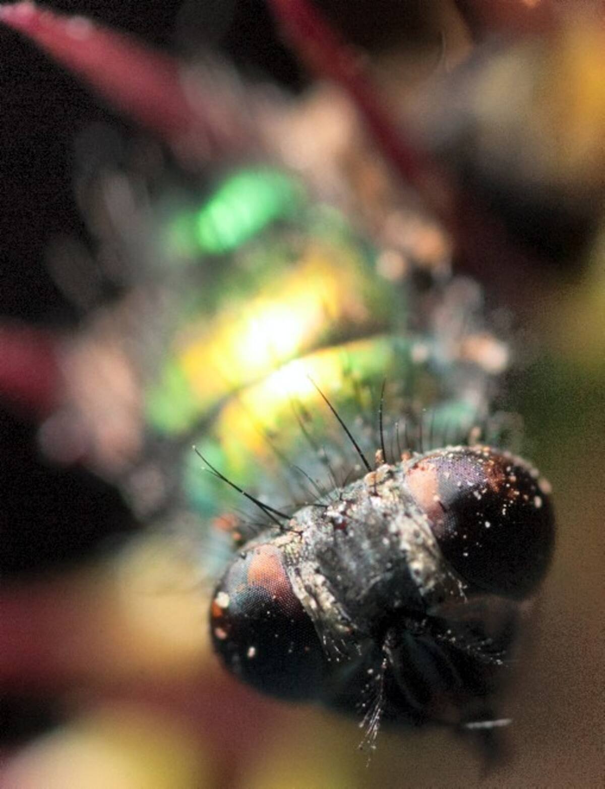 Un insecto es devorado por una Dionaea Muscipula.
