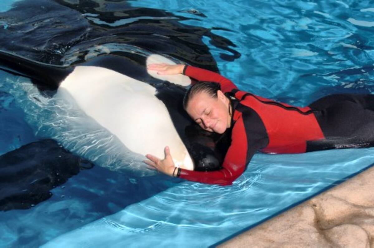 Orca Tilikum y su antigua entrenadora. JULIE FLETCHER