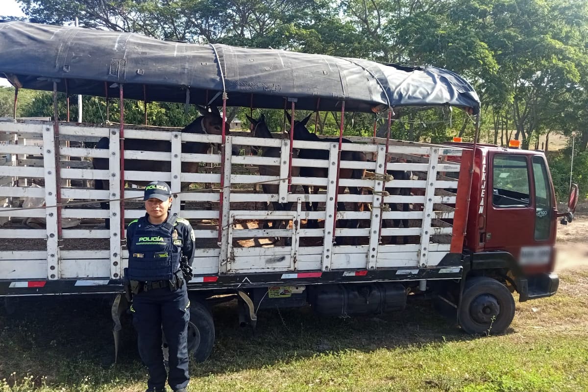 Incautan 38 reses y 3 equinos avaluados en más de $110 millones en Bolívar