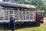 Incautan 38 reses y 3 equinos avaluados en más de $110 millones en Bolívar
