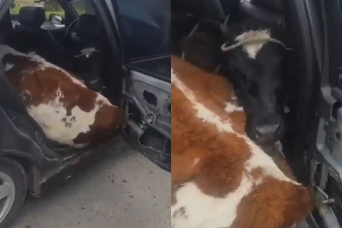 Dos vacas eran transportadas en un vehículo particular en plena vía pública en Colombia. // Foto: captura de video.