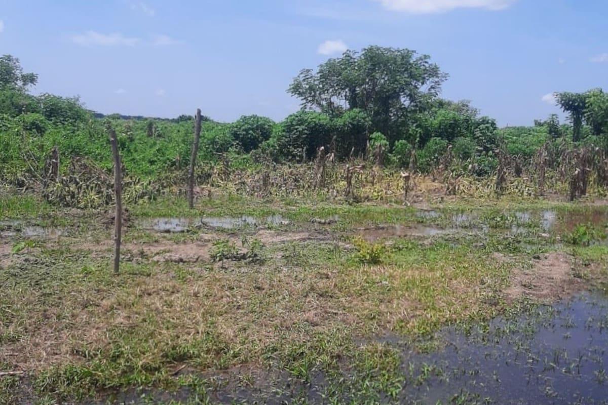 Más de 200 hectáreas perdidas: campesinos de San Cristóbal piden ayuda