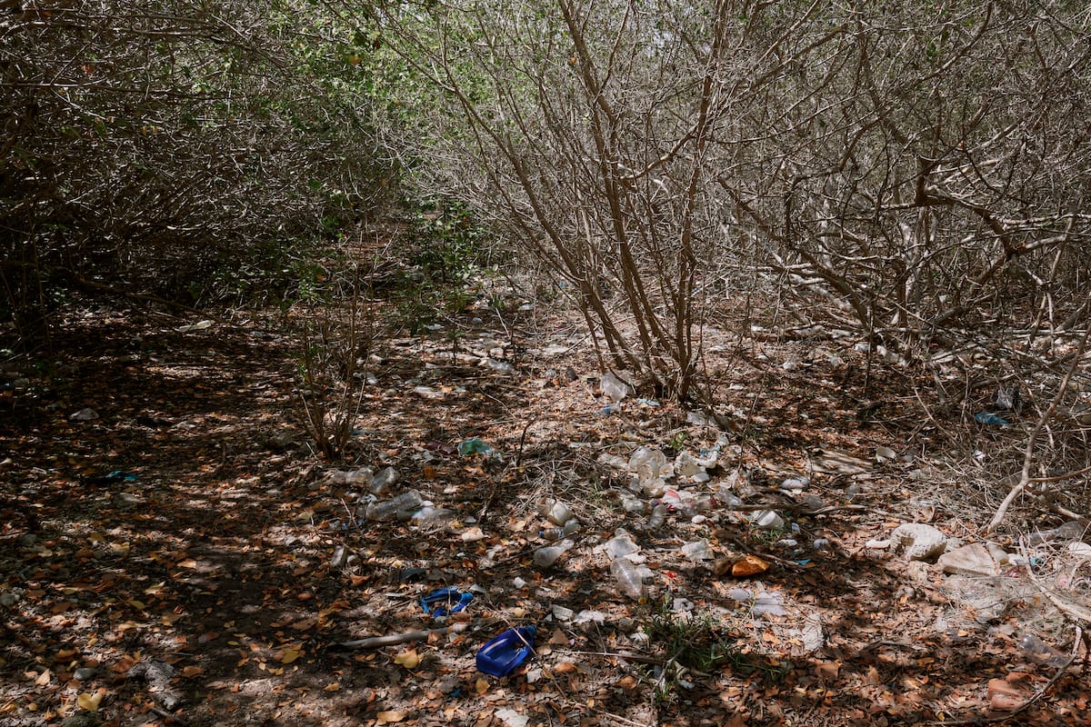 Alertan contaminación en Isla Draga: manglar y ecosistema al borde del colapso en Cartagena