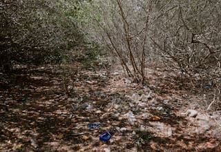 Alertan contaminación en Isla Draga: manglar y ecosistema al borde del colapso en Cartagena