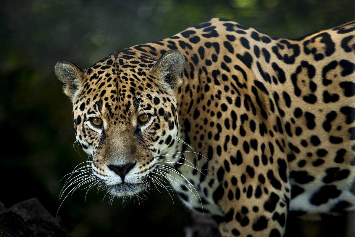 Jaguar una especie presente en la selva Amazoníca