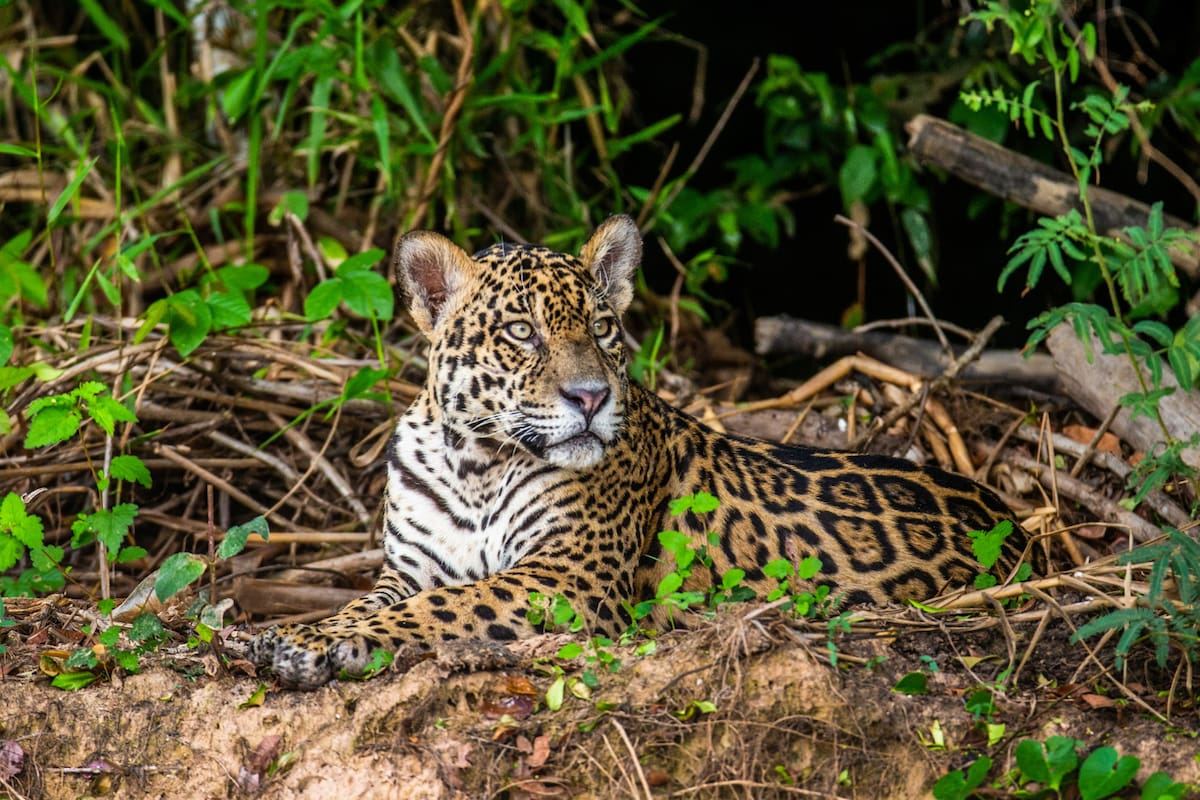 Córdoba: ¿Sabías que en este departamento puedes caminar entre jaguares?