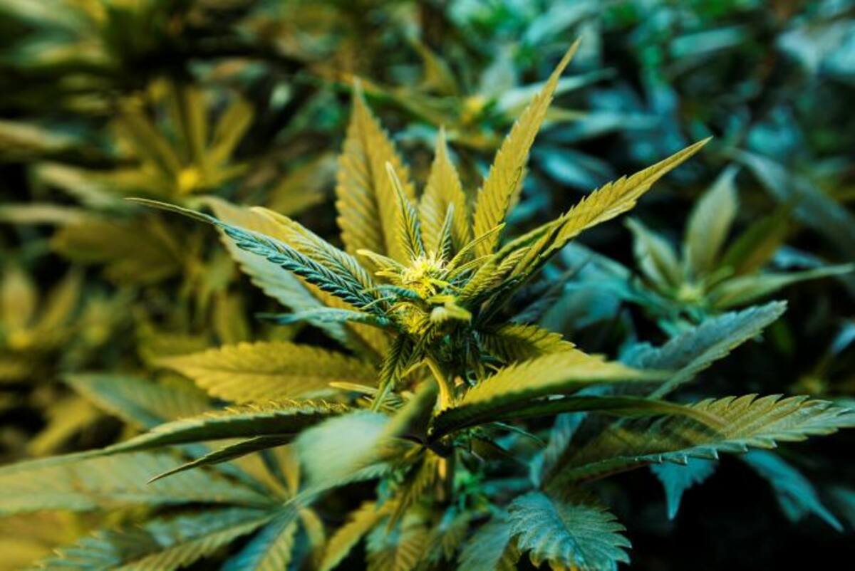 Marihuana AP