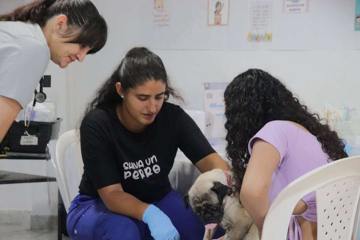 Jornadas gratuitas de atención veterinaria: atienden a más de 700 animales