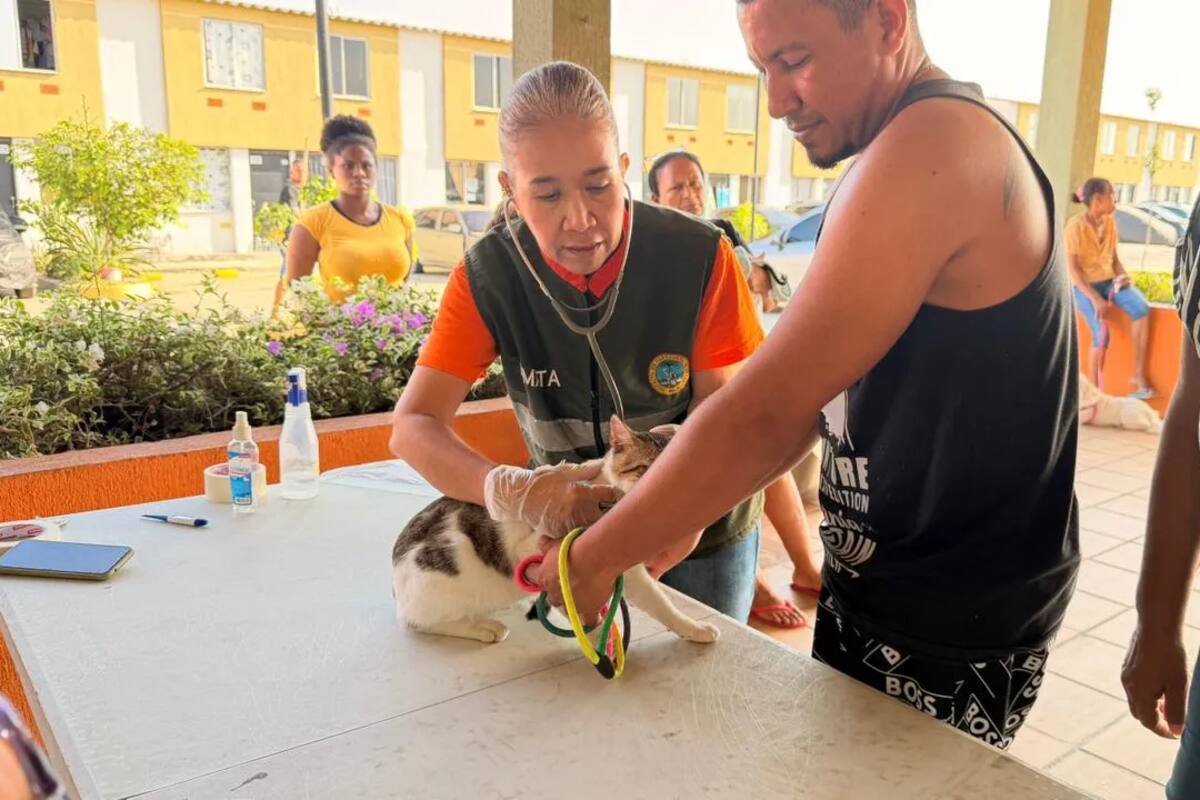 Estas son las jornadas gratuitas de esterilización para animales en Cartagena