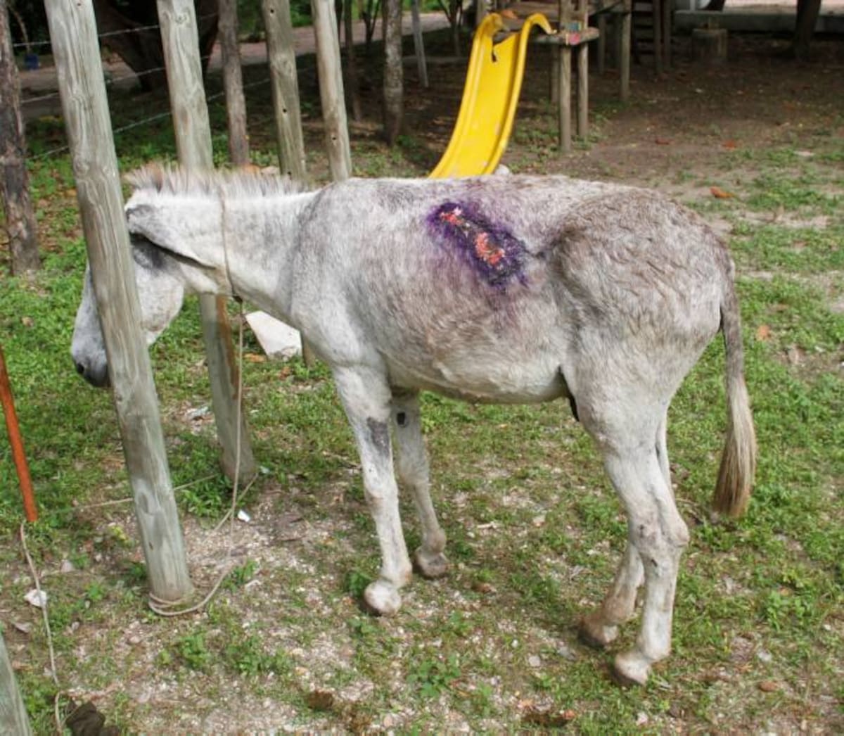 En el Parque Espíritu del Manglar de Chambacú se están recuperando los animales que han sido agredidos en los últimos días. ÓSCAR DÍAZ ACOSTA - EL UNIVERSAL
