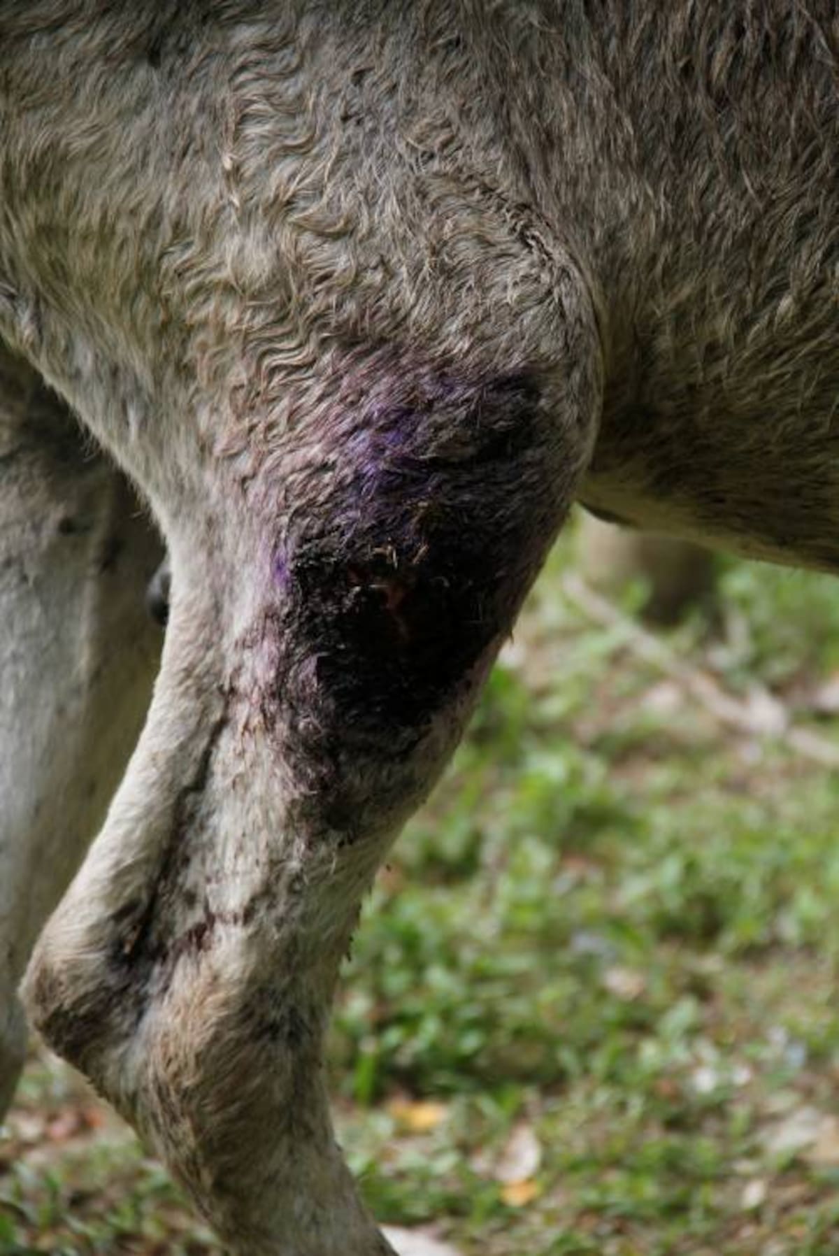 En el Parque Espíritu del Manglar de Chambacú se están recuperando los animales que han sido agredidos en los últimos días. ÓSCAR DÍAZ ACOSTA - EL UNIVERSAL