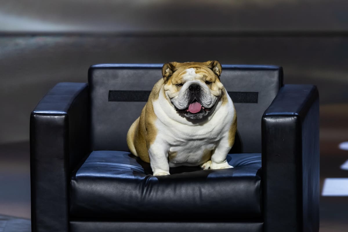 Ella es Babydog, la estrella inesperada de la Convención Republicana de EE.UU.