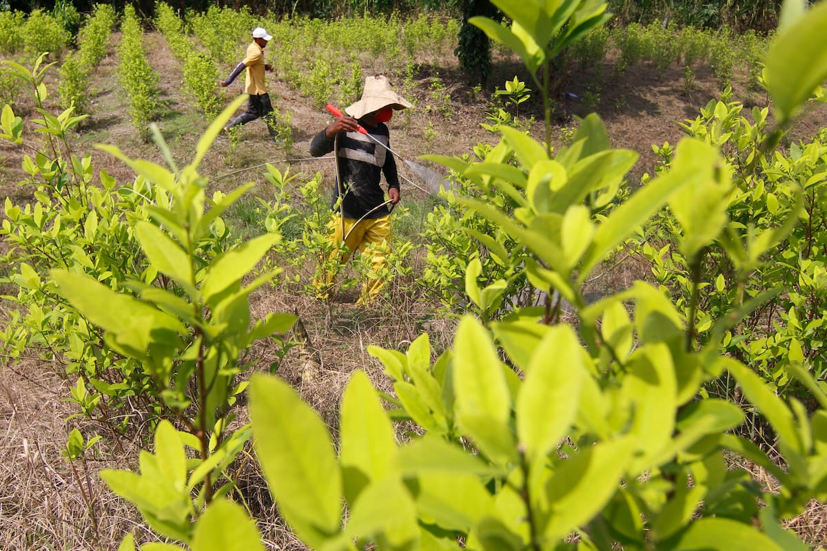“Familias Guardabosques” es un proyecto de ley que busca exigir a los gobiernos de turno incentivar y proteger a las familias campesinas de los cultivos ilícitos. // Foto: EFE - Mario Caicedo.
