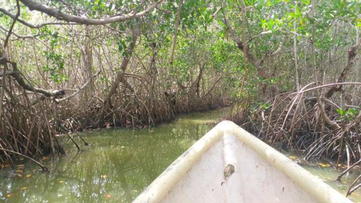 La comunidad realiza ecoturismo en el sector.
