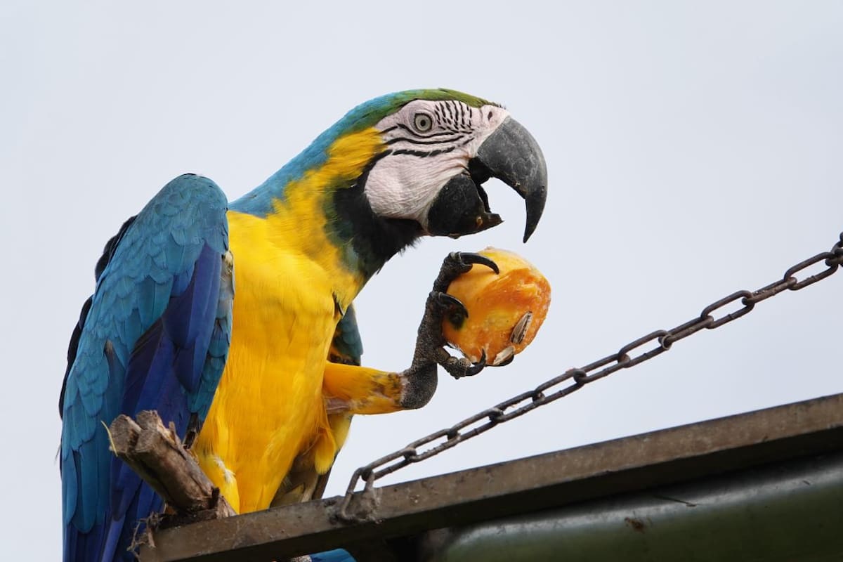 La Fundación Loros se dedica a rescatar, rehabilitar y devolver al bosque a loros y guacamayas víctimas del cautiverio, en Villanueva (Bolívar). // Foto: cortesía - Fundación Loros