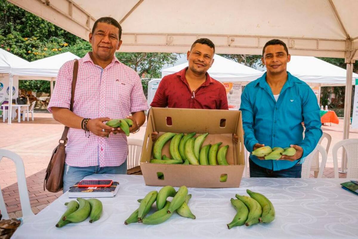 Del campo a tu mesa: así se ha reactivado el agro en Bolívar
