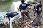 Cartagena busca voluntarios para la Guardia Ambiental: fecha, lugar y requisitos