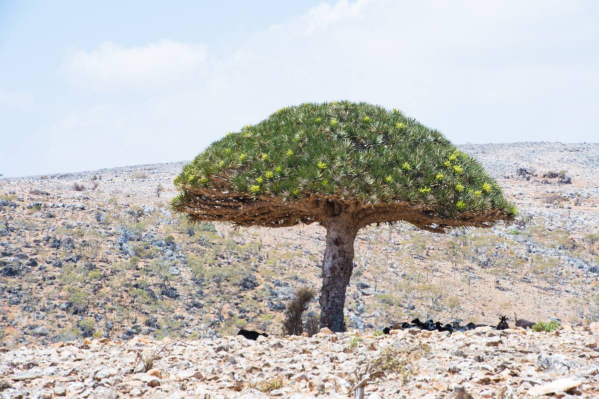 Hermosa naturaleza de la isla de Socotra, Yemen. //123rf.