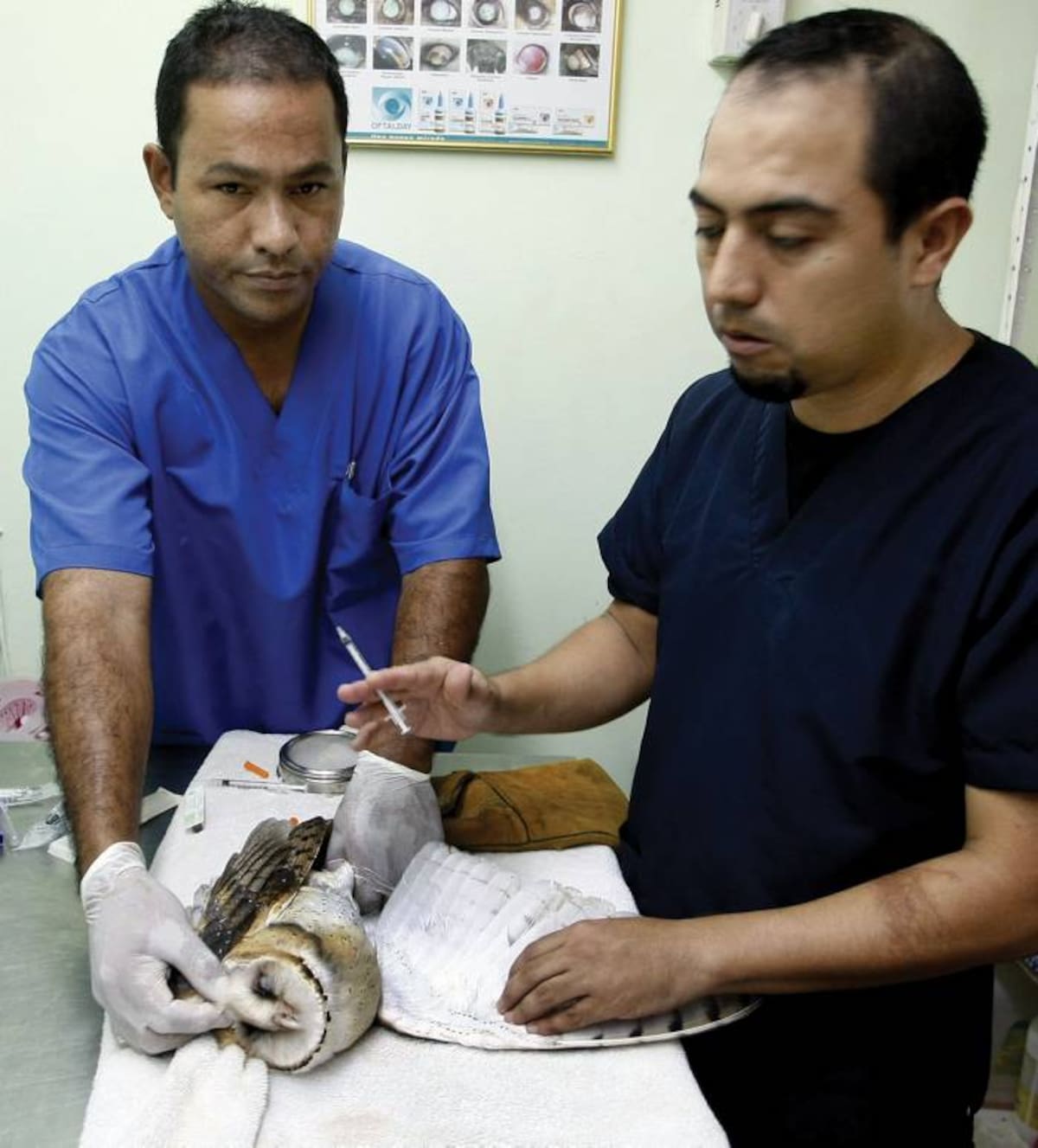 El veterinarios le practicó los primeros auxilios pero falleció COLPRESA