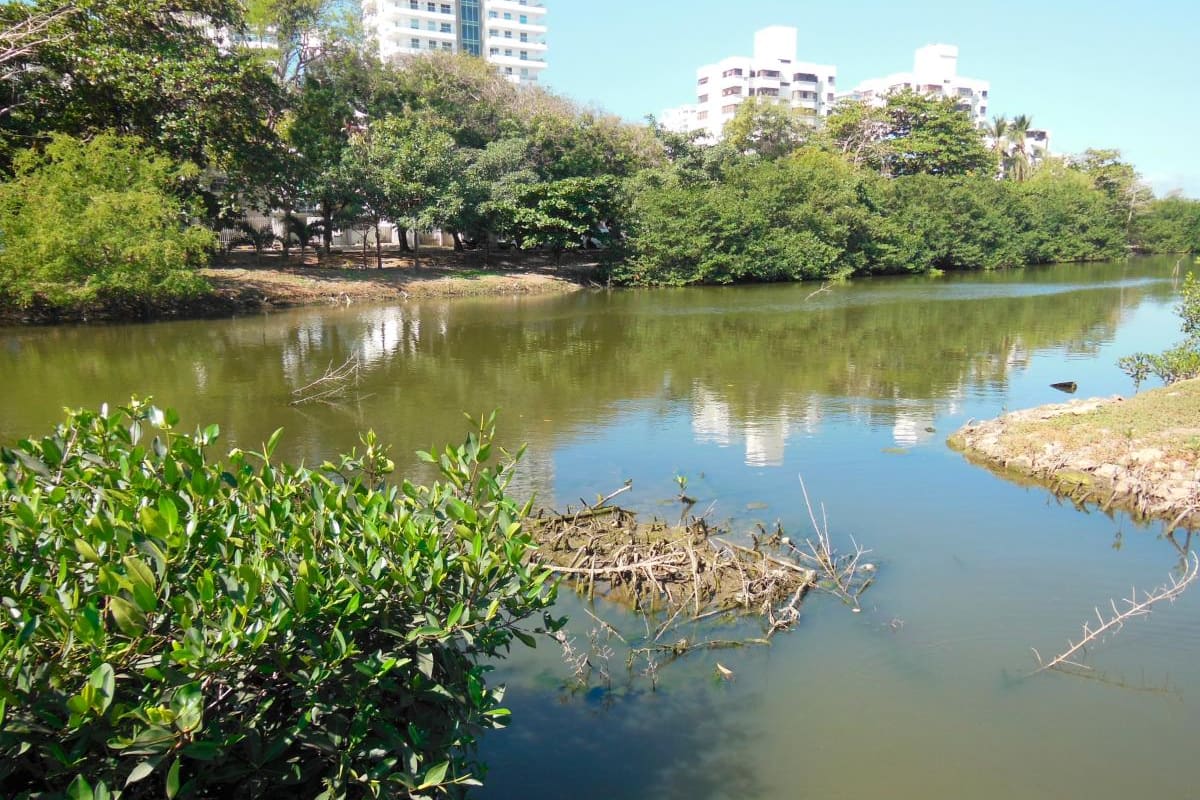 Ciénaga de Las Quintas y caño Bazurto, en la mira de las autoridades