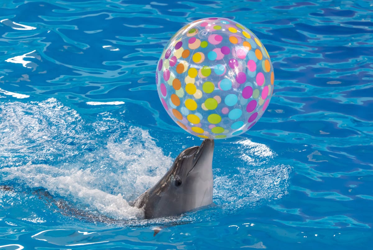 En la Isla San Martín de Pajarales, ubicadas en las Islas del Rosario, los delfines ofrecen un espectacular show de delfines.